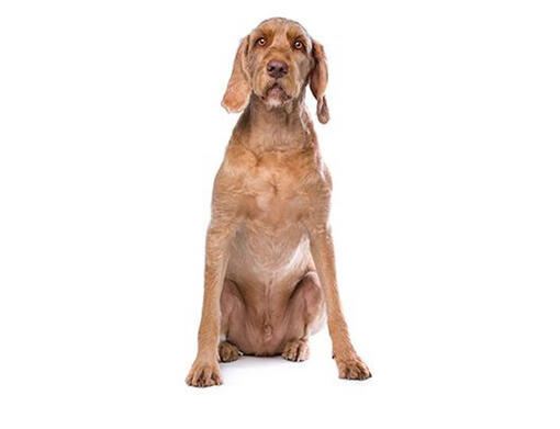 German wirehaired vizsla sale